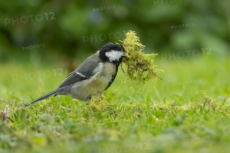 Great tit (Parus major) adult bird collecting moss from a garden lawn for nesting material in spring, Suffolk, England, United Kingdom