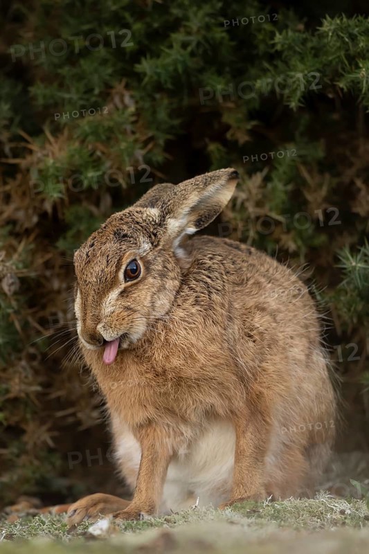 European brown hare (Lepus europaeus) adult animal sticking its tongue out in grassland, England, United Kingdom
