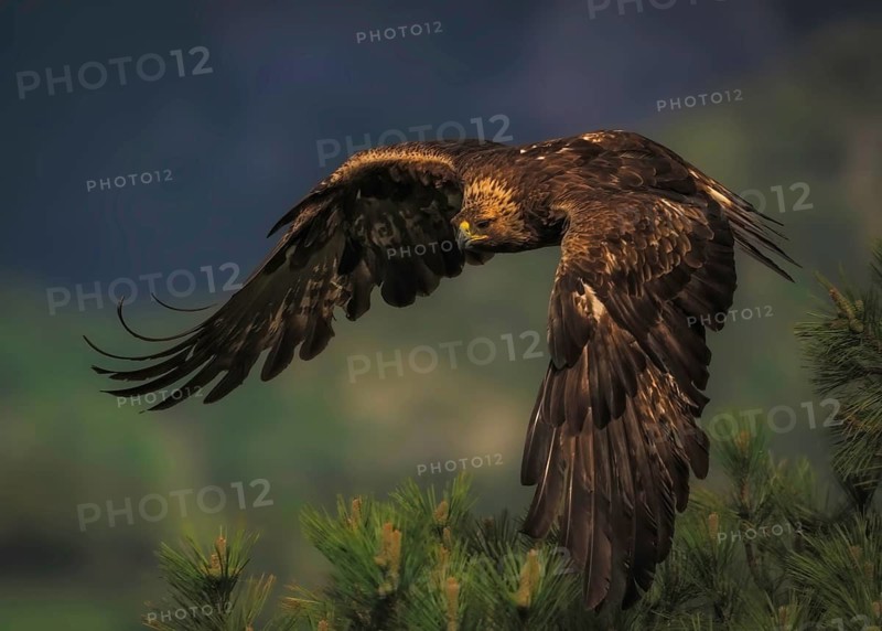 Golden eagle (Aquila Chrysaetos) in flight in the foothills of the Pyrenees in the province of Lleida, Pyrenees, Spain