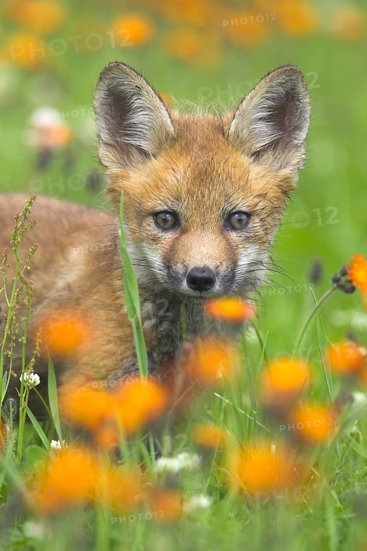 Red fox (Vulpes vulpes), Minnesota, USA. A young fox lies alertly in a flower-filled meadow, looking on curiously