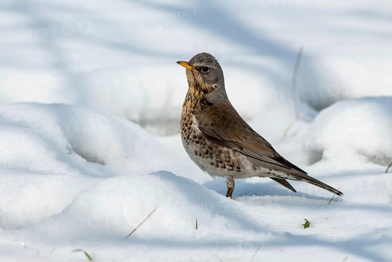 FieldFare, Turdus Pilaris, Juniper Thrush, Birds, Thrush, Garden, Meadow Orchard, Passeri, Songbirds, Orchard, Thrush, Birds, Winter