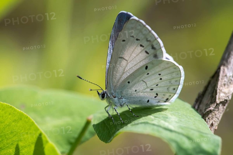 Celastrina argiolus, buckthorn blue, holly blue, blue, butterfly, insects, butterfly, butterflies, butterflies, butterflies