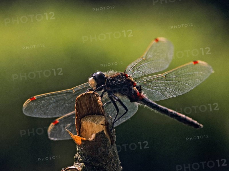 Leucorrhinia Rubicunda, Nordic Moosmaid, Northern White-Faced Darter, Ruby Whiteface, Anisoptera, Damselflies, Wingmoles, Backlight, Insects, Leo, Dragonflies, Male, Odonata