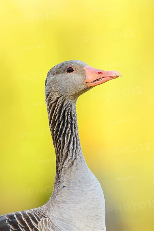 Greylag goose (Anser anser), portrait, North Rhine-Westphalia, Germany