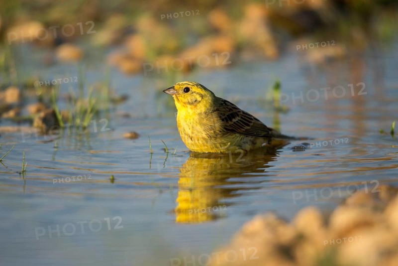Emberiza Citrinella, Yellowhammer, Yellowhammer, Bath, Bird Bath, Birds, Mirror, Passeri, Songbirds, Reflection, Potion, Birdbath, Birds, Watering Place