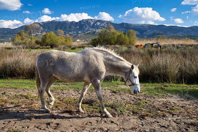 A horse grazing on a pasture in front of a mountainous landscape under a bright blue sky, Tigaki, Kos, Dodecanese, Greek Islands, Greece