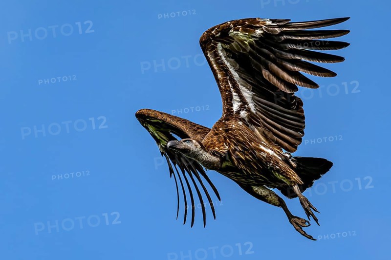 Vulture, Bengal vulture, white-rumped vulture (Gyps bengalensis), Chitwan National Park, jungle, Nepal