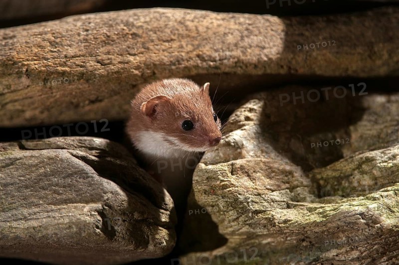 Carnivora, least weasel, mouse weasel, mustela nivalis, predators, mammals, raptors, mammals
