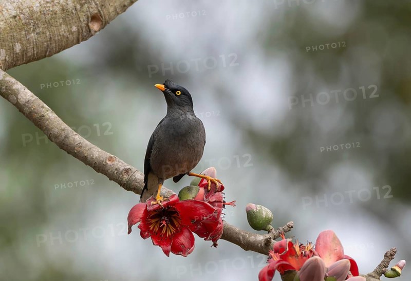 Jungle Myna (Acridotheres fuscus) on a flowering silk-cotton branch, sreepur, Gazipur, bangladesh