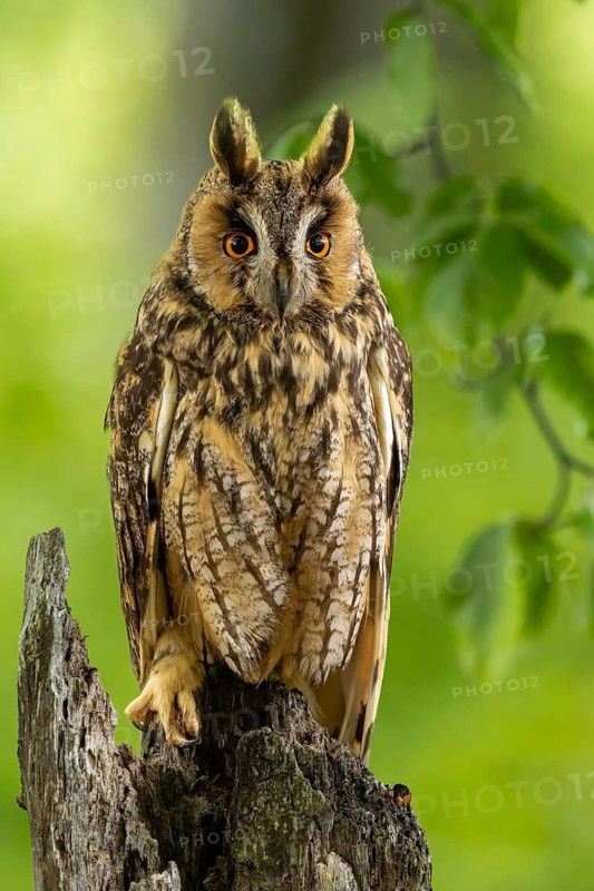 Long-eared owl visible on a tree in the middle of a dense green forest, Long-eared owl (Asio otus), adult, perched, observing, in spring, alert, Bohemian Forest, Czech Republic