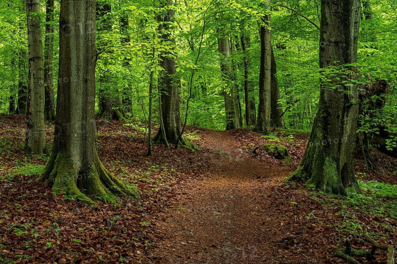 An idyllic, leaf-strewn forest path winds its way between the trunks of ancient European beech trees (Fagus sylvatica) through a springtime forest in the Hainich National Park, Thuringia, Germany