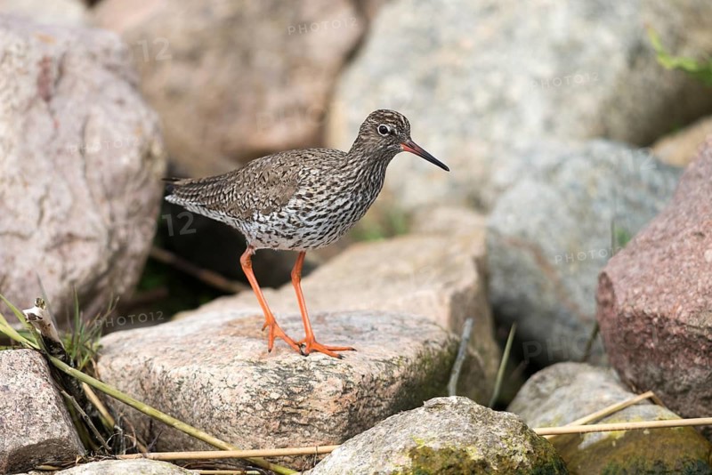 Redshank, redshank, tringa totanus, birds, charadriiformes, limikolen, snipe birds, scolopacidae, birds, waders, waders