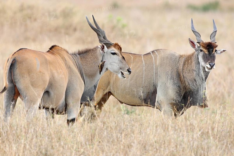 Young males of the Elena antelope. Maasai-Mara Conservation Area. Kenya Young male Elands. Masai Mara Preserve. Kenya
