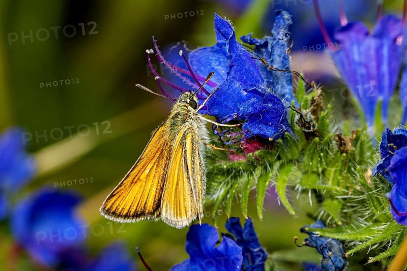A yellow butterfly is perched on a bright blue flower in a natural setting: an Essex skipper on a flower near Herleshausen, Germany (Thymelicus lineola)