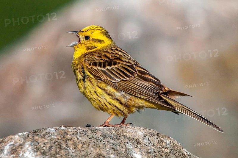 Brandenburg, Emberiza Citrinella, Germany, Yellowhammer, Nabu, national natural heritage, natural paradise Grünhaus, Yellowhammer, post-mining landscape, birds, song, green house, male, passeri, singing, songbirds, birds