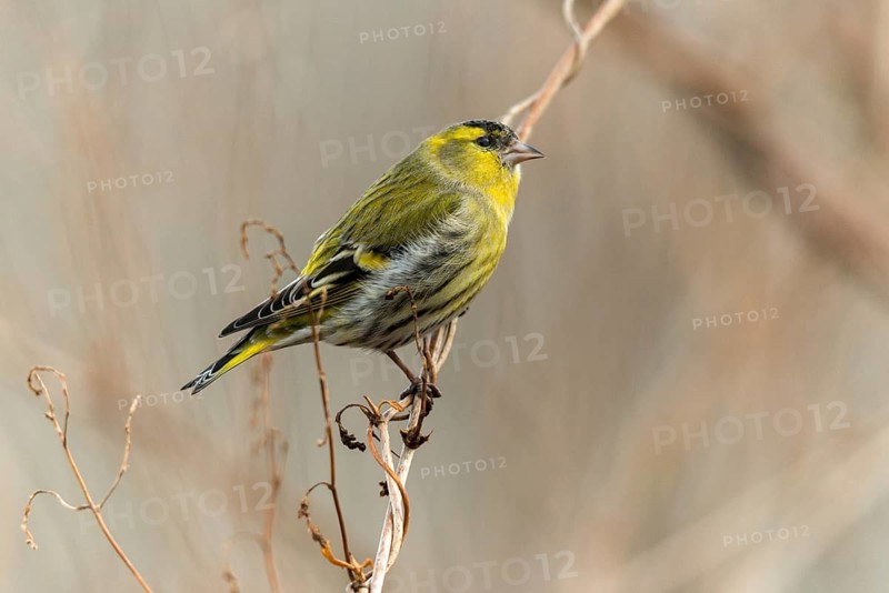 Carduelis spinus, siskin, spinus spinus, siskin, birds, male, passeri, songbirds, birds