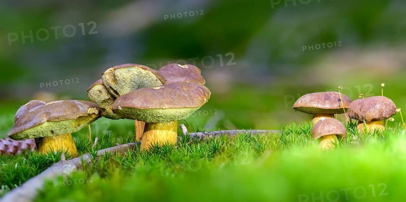 Bay bolete, blue mushroom, boletus badius, brown bonnet, browncap, grass mushroom, Imleria Badia, chestnut bolete, small porcini mushroom, Mary mushroom, chestnut bolete, sheep sponge, narrow mushroom, pine mushroom, Xerocomus badius, fungi, fungus, mushrooms