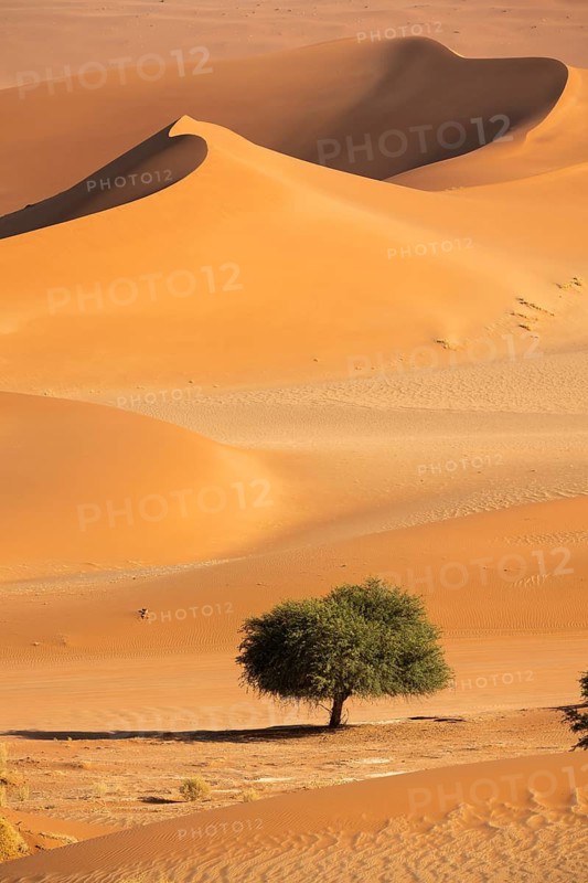 Single tree, barren vegetation between red-yellow Namib sand dunes, Namib Desert, Namib-Naukluft National Park, Namibia