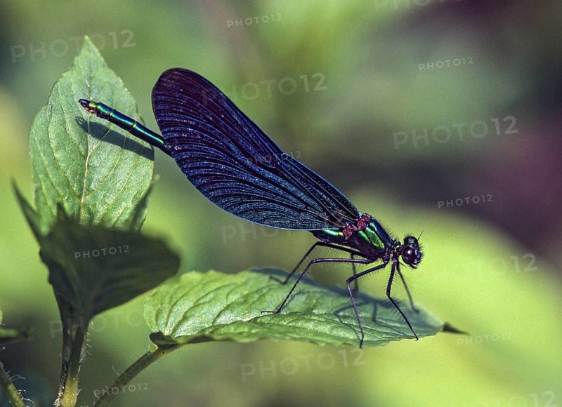 Beautiful demoiselle, blue-winged dragonfly, Calopteryx virgo, magnificent dragonfly, damselflies, insects, leo, dragonflies, male, mating wheel, male, odonata, zygoptera