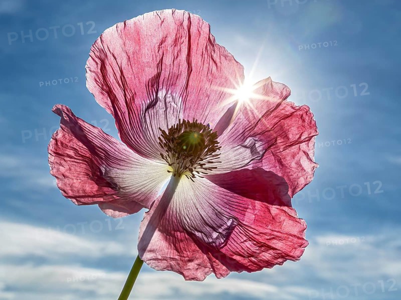 A pink poppy in the sunlight against a blue sky, with delicate petals, a sleep poppy in bloom near Germerode, Hesse, Germany (Papaver somniferum)