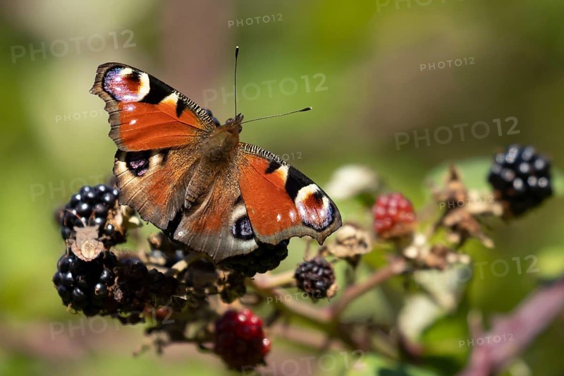 Peacock butterfly (Aglais io) adult insect feeding on a blackberry fruit of a Bramble bush in summer, Suffolk, England, United Kingdom