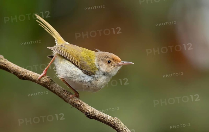 Common Tailorbird (Orthotomus sutorius) perched on a slender branch, Sreepur, Gazipur, bangladesh