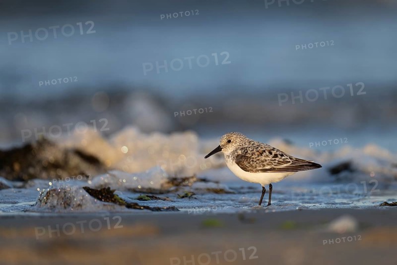 Avocet (Recurvirostra avosetta), Texel, Netherlands