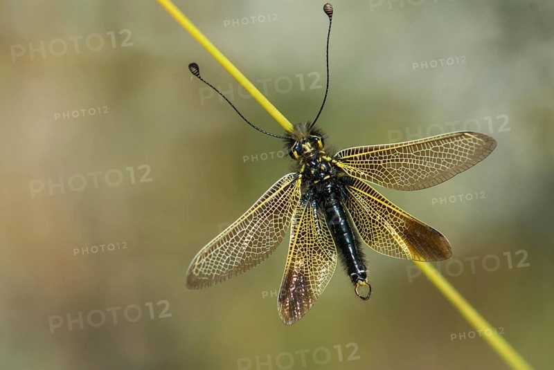Baetian owlfly, baetian butterfly shaft, dragonfly baeticus, butterfly, extremadura, insects, web-wing, butterfly, Spain