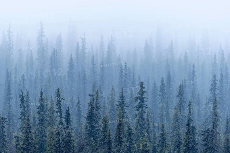 Boreal coniferous forest in fog, Norrbotten, Lapland, Sweden, October 2010