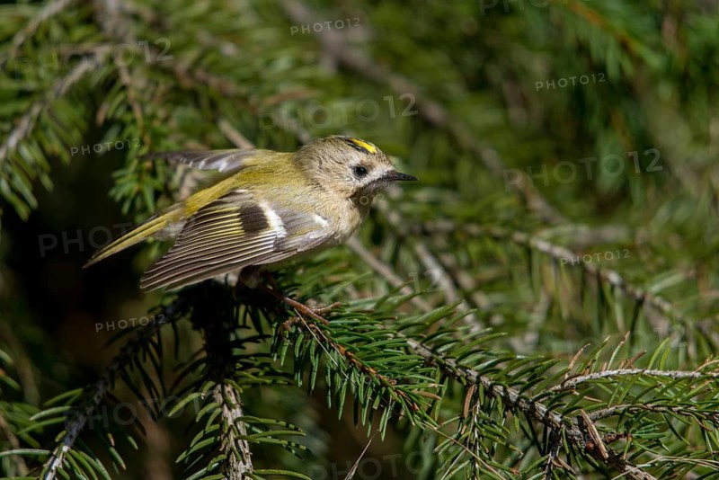 Goldcrest, golden chicken, Regulus regulus, winter golden chicken, birds, male, passeri, songbirds, birds