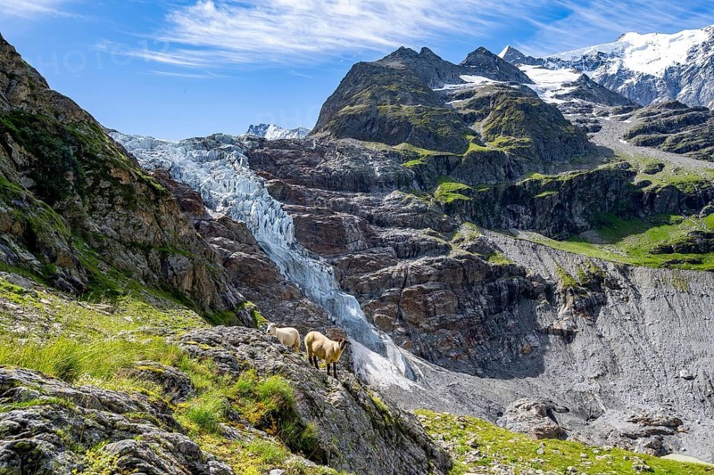 Sheep in front of picturesque high alpine mountain landscape with Lower Arctic Sea glacier, hiking to Schreckhornhütte, Bernese Oberland, Switzerland