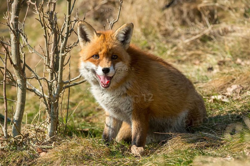 Carnivora, predators, red fox, vulpes vulpes, fox, mammals, raptors, mammals, mammals