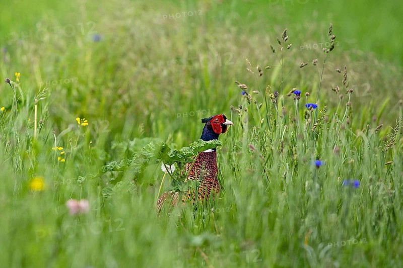 Common pheasant (Phasianus colchicus), close-up, male standing in a green meadow with flowering cornflowers, Rhineland-Palatinate, Germany