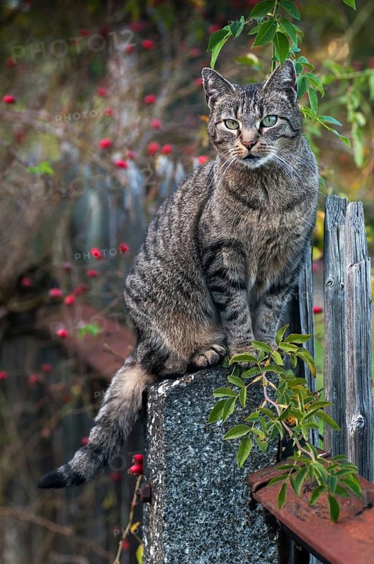 Carnivora, Felis Silvestris forma catus, domestic cat, predators, cat, domesticated animals, garden fence, pet, high size, portrait format, cat, mammals, raptors, mammals