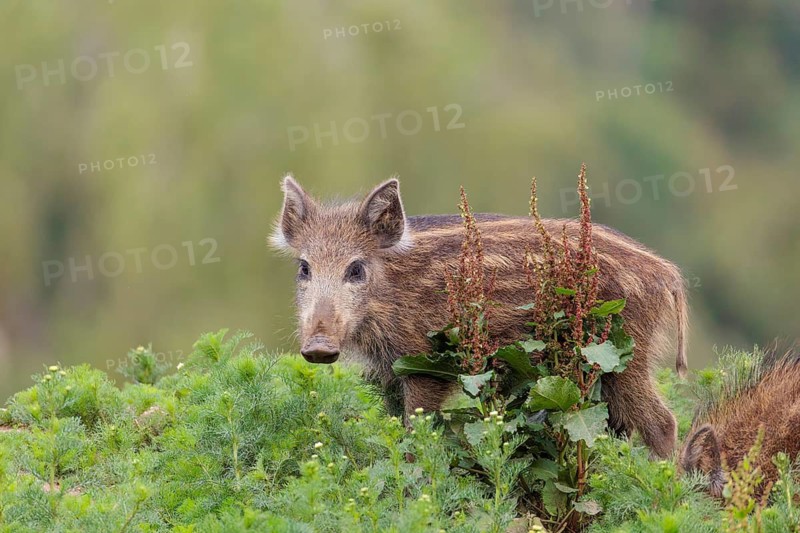 Two wild boar piglets (Sus scrofa) are out foraging in a green clearing on an overcast day. Bavaria, Germany