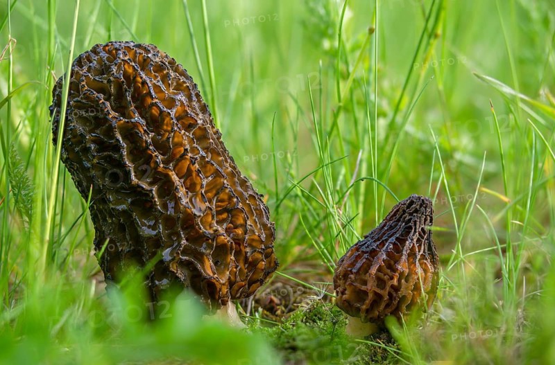 Flesh-colored morel, garden morel, delicious morel, morchella conica, black morel, pointed bonnet morel, black morels, fungi, fungus, morel, mushrooms
