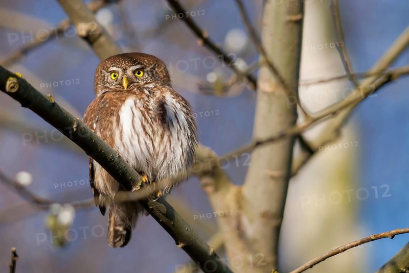 Glaucidium passerinum, pygmy owl, passerine owl, birds, owls, strigiformes, birds