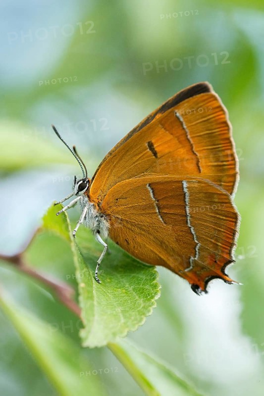 Birch tip, kidney spot, thecla betulae, brown hairstreak, butterfly, female, high size, portrait format, insects, butterfly, butterflies, butterflies, butterflies, female