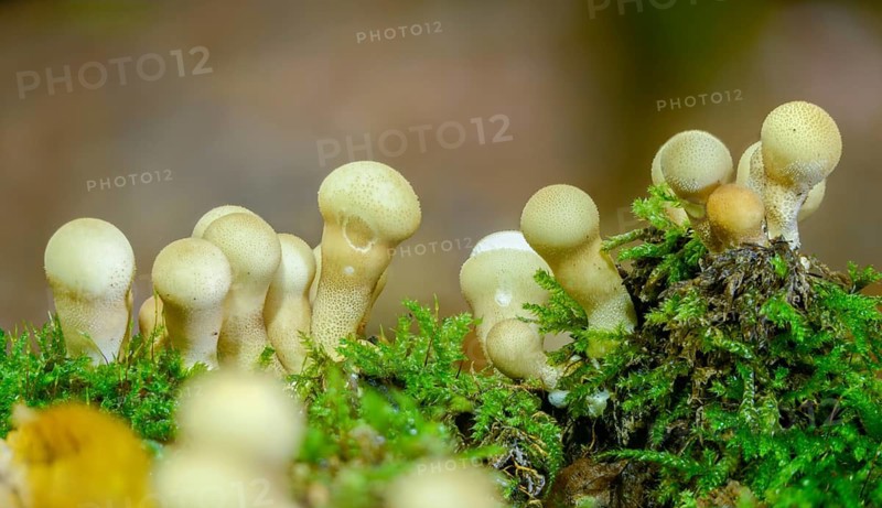Apioperdone pyriforme, pear bovist, pear dusting, lycoperdone pyriforme, morganella pyriformis, fungi, fungus, pear-shaped puffball, mushrooms, stump puffball