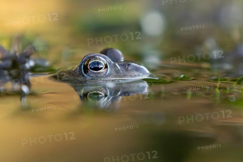 Common frog (Rana temporaria) adult amphibian on the water surface of a garden pond, England, United Kingdom