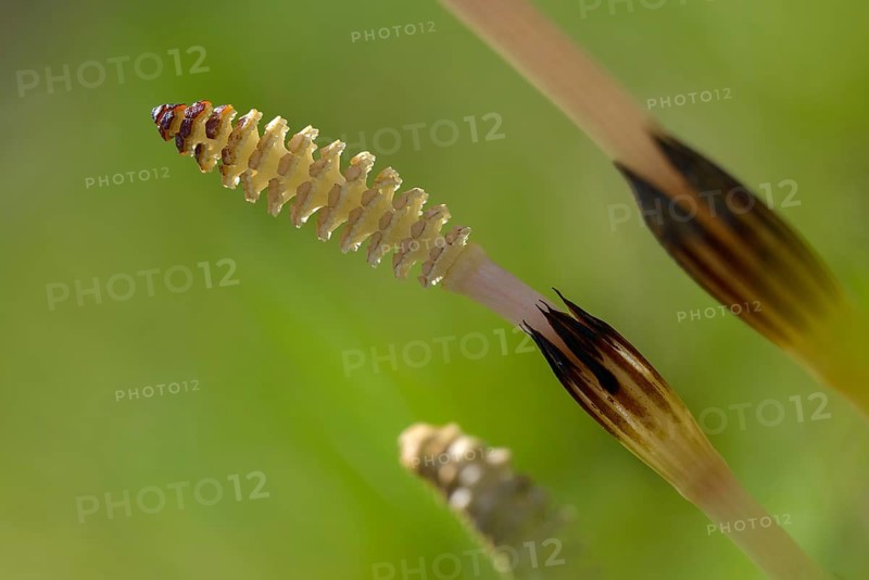 Field pewter herb, field horsetail, equisetaceae, equisetum arvense, panytail, horsetail, sheep hay, scouring herb, pewter herb, common horsetail, field horsetail, flora, plants, plants