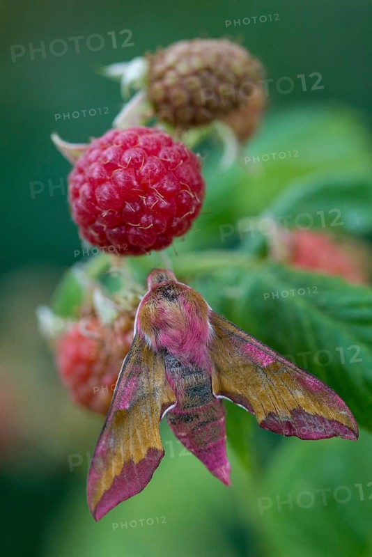 Deilephila porcellus, small wine enthusiast, small elephant hawk moth, sphingidae, flew off, butterfly, high size, portrait format, insects, moths, moths, moths, moths, butterfly, swarmer