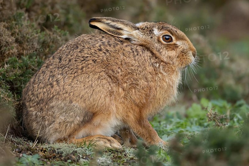 European brown hare (Lepus europaeus) adult animal in grassland, England, United Kingdom