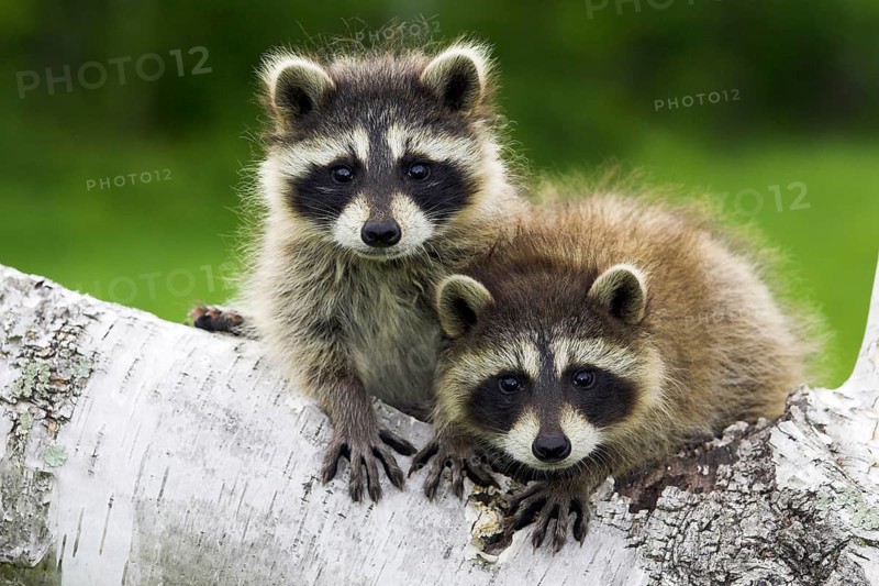 Raccoon (Procyon lotor), Minnesota, USA. Two raccoons are lying close together on a tree trunk in the wild