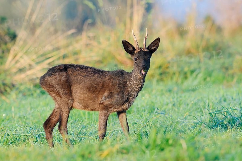 European roe deer (Capreolus capreolus), black roebuck standing in a meadow, Lower Saxony, Germany