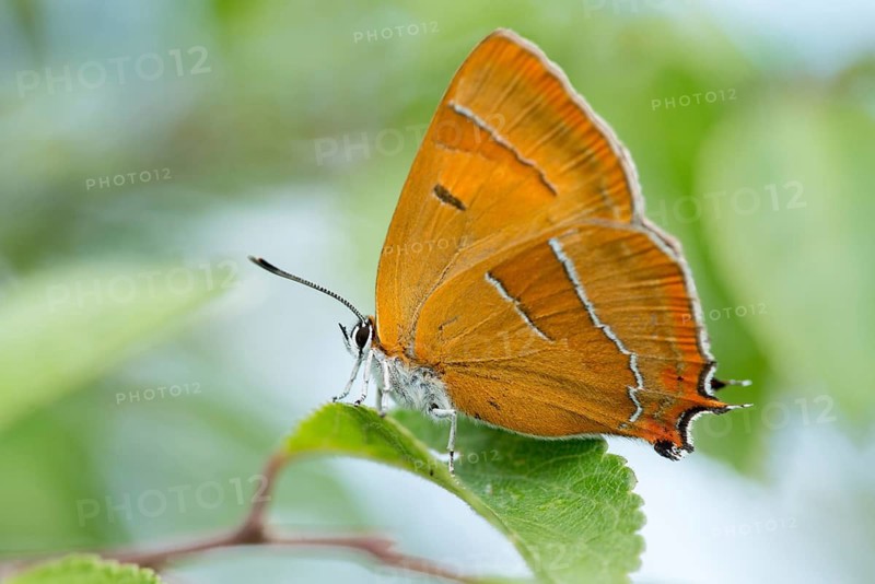 Birch tip, kidney spot, thecla betulae, brown hairstreak, butterfly, female, insects, butterfly, butterflies, butterflies, female