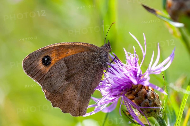 Big ox eye, maniola jurtina, meadow brown, butterfly, insects, butterfly, butterfly, butterfly