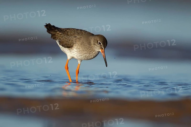 Common redshank (Tringa totanus) adult wading bird in water of a shallow lagoon, Norfolk, England, United Kingdom