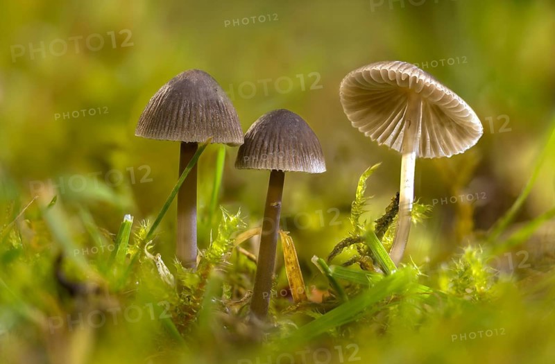 Grey nitrate helmet, mycena leptocephala, nitrate helmet, stinging helmet, fungi, fungus, nitrous bonnet, mushrooms