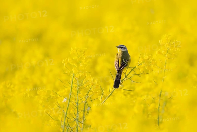 In spring, a nuthatch sits in a blooming canola field near Frankfurt am Main, Frankfurt am Main, Hesse, Germany